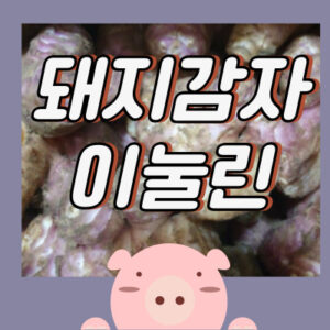 혈당을 낮추는 돼지감자 이눌린 1 혈당을 낮추는 돼지감자 이눌린