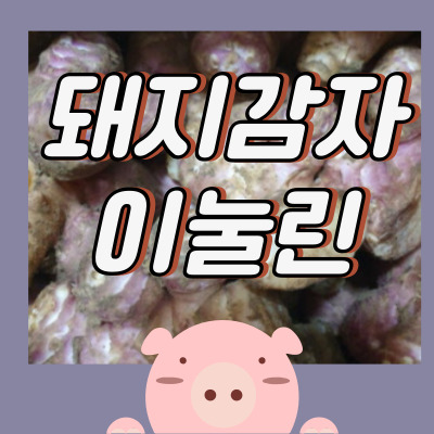 혈당을 낮추는 돼지감자 이눌린